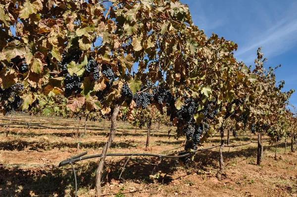 Виноградник осенью — стоковое фото