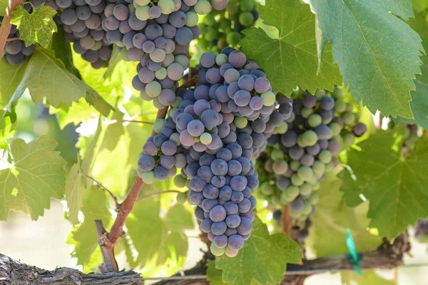 Red Grapes on the Vine — Stock Photo, Image