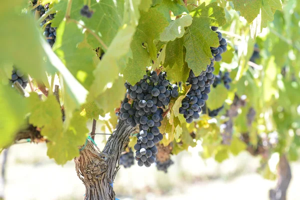 Red Wine Grapes on the Grapevine — Stock Photo, Image