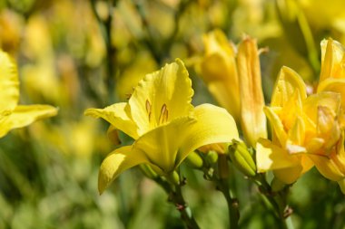 Sarı zambak bahçede