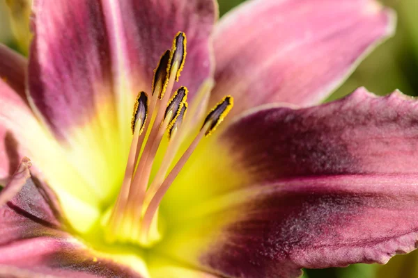 Fioletowy lily bliska — Zdjęcie stockowe