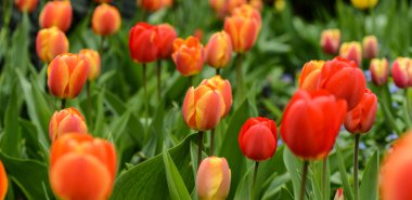 Kırmızı ve turuncu laleler