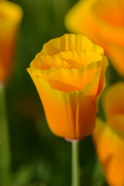 California orange vallmo makro närbild — Stockfoto