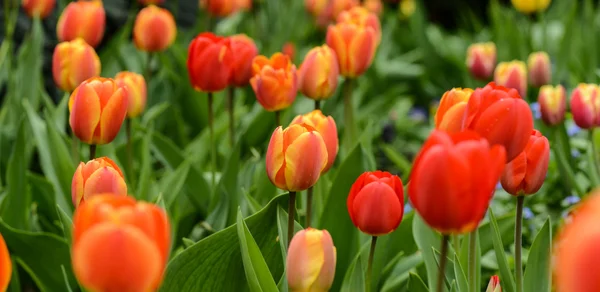 Rot und orange Tulpen — Stockfoto