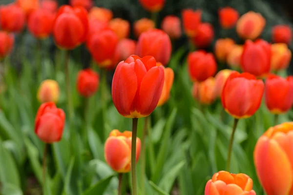 Tulipe rouge et orange au printemps — Photo