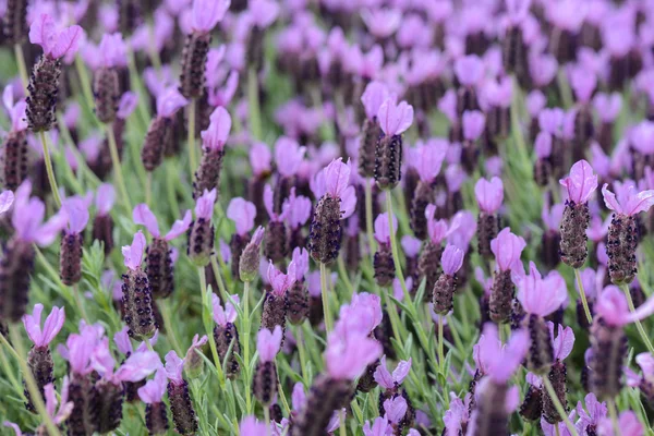 Paarse Spaanse lavendel bloem — Stockfoto