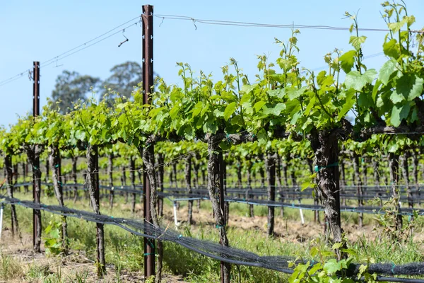Vineyard in the Spring — Stock Photo, Image