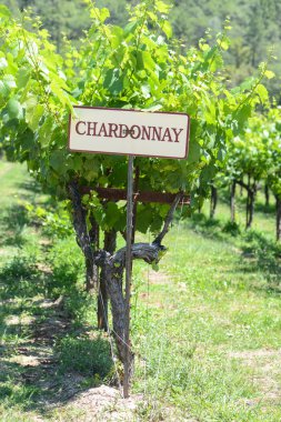 Chardonnay Grapes Sign clipart