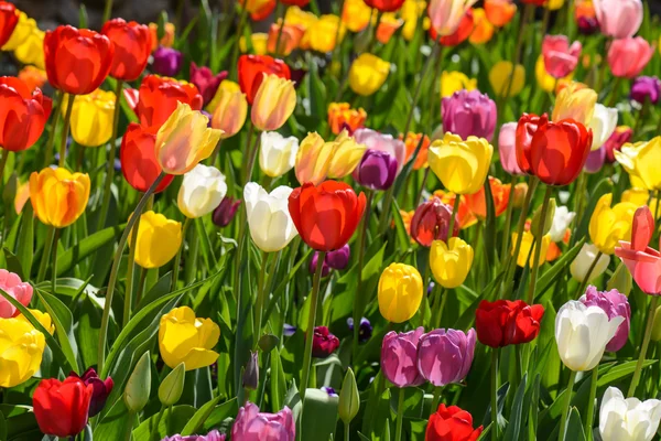 Jardín de tulipán —  Fotos de Stock