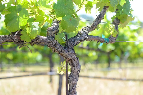 Weinrebe im Frühling napa Stockbild