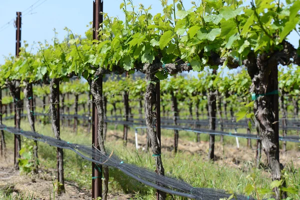 Weinreben im Frühling lizenzfreie Stockfotos