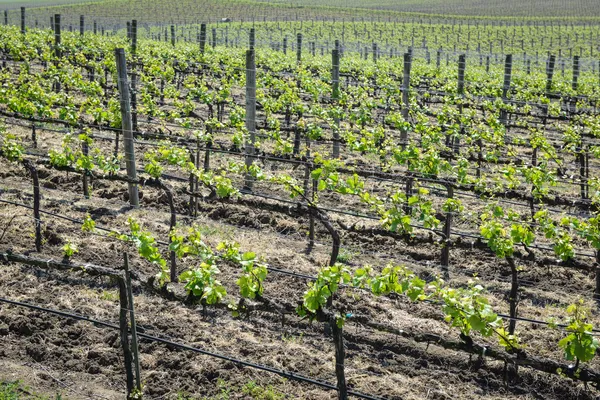 Виноград в Калифорнии — стоковое фото