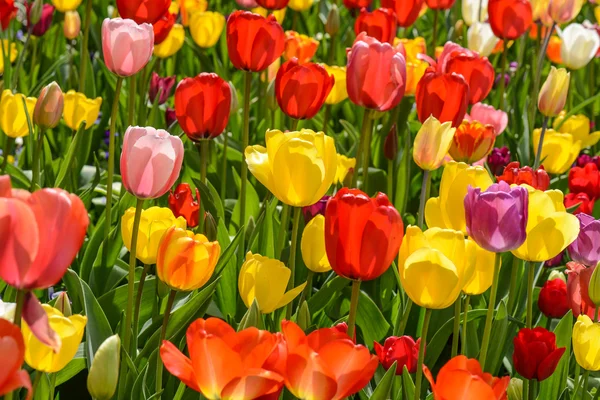 Jardín de tulipán — Foto de Stock