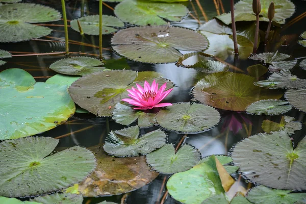 Rosa lotus vatten lilly — Stockfoto