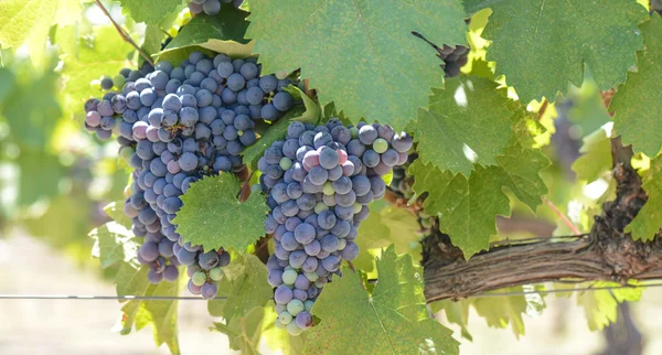 Uvas de vino tinto en la vid —  Fotos de Stock