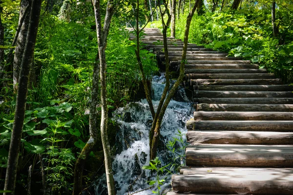 Caminhadas de madeira caminho ou trilha em uma floresta — Fotografia de Stock