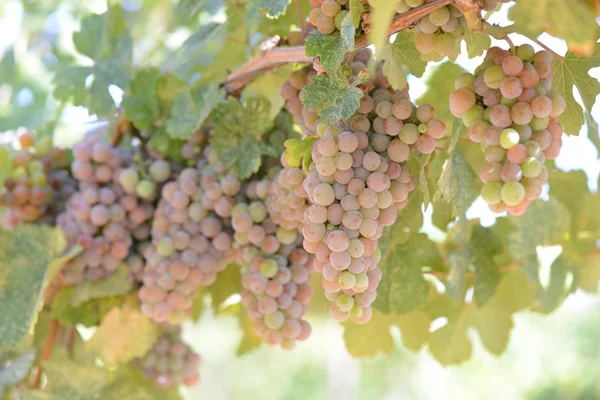 Grapes on the Vine — Stock Photo, Image