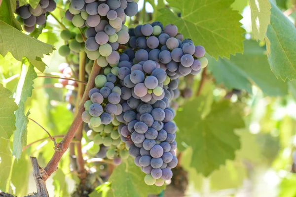 Uvas de vino tinto en la vid — Foto de Stock