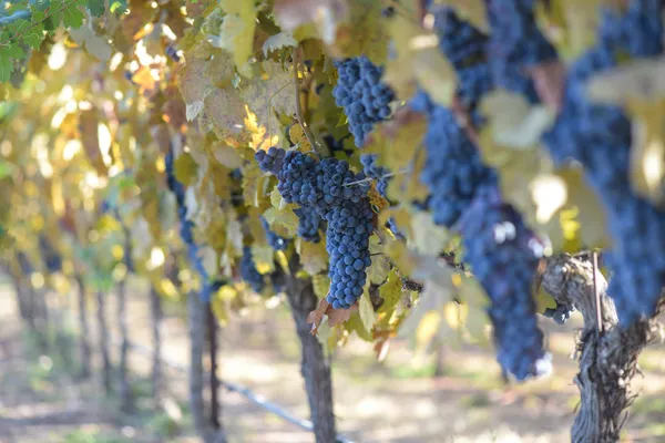 Druiven op de wijnstok in de herfst — Stockfoto