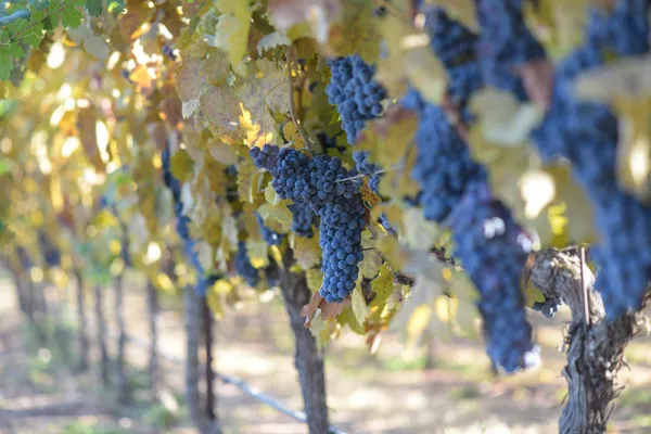 Uve sulla vite in autunno — Foto Stock