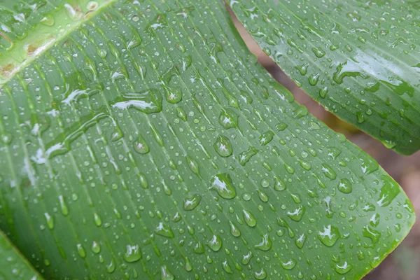 Gotas de água em uma folha verde fecham — Fotografia de Stock