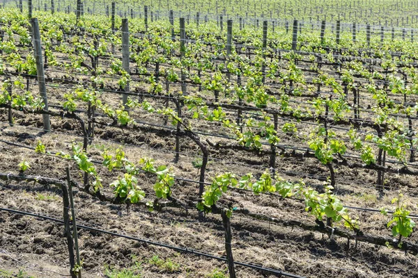 Uvas en California — Foto de Stock