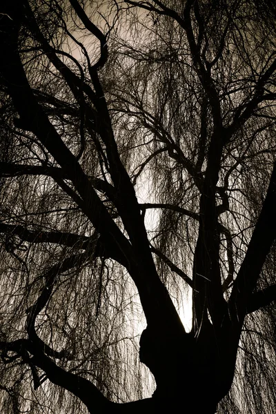 Eng weeping willow tree — Stockfoto