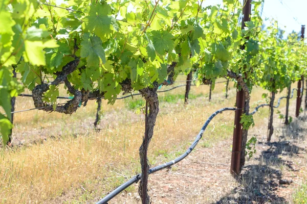 Wijnstok in voorjaar napa — Stockfoto