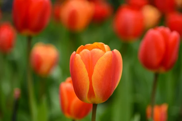 Tulipes rouges et oranges — Photo