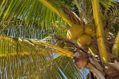 Hindistan cevizli palmiye ağacı