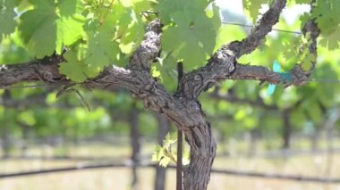 Grapevine California