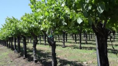 Grapevine California