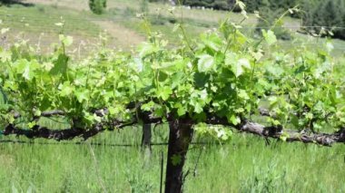 Grapevine California