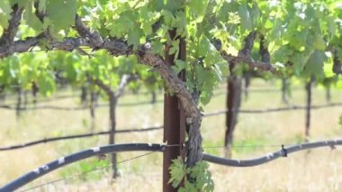 Napa valley üzüm bağları