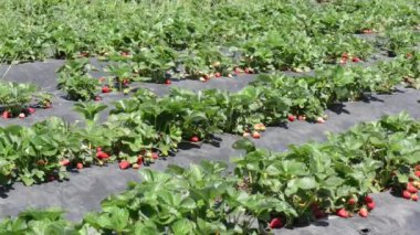 çilek alan düzeltme ekini