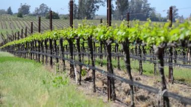 Napa valley üzüm bağları
