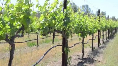 Napa valley üzüm bağları