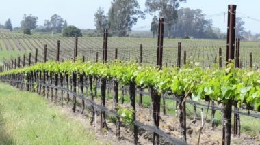 Napa valley üzüm bağları