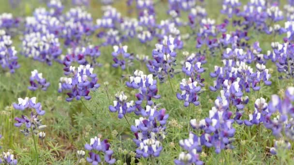 Texas Blue Bonnet — Stockvideo