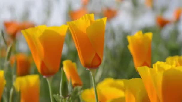 Papavero arancione della California — Video Stock