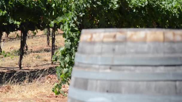 Barrica de vino y viñedo — Vídeo de stock