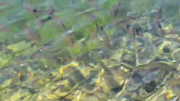 游泳的鱼 — 图库视频影像