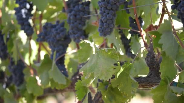 Grapes on the Vine — Stock Video