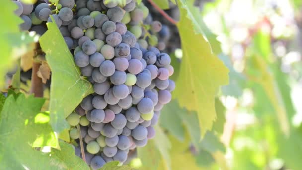 Grapes on the Vine — Stock Video