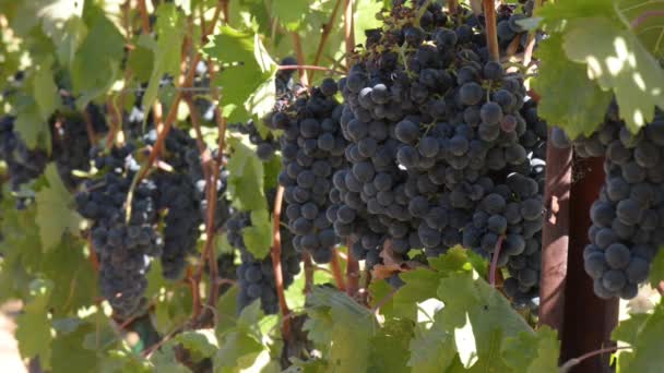 Виноград на лозе — стоковое видео