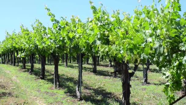 Napa Valley Vineyards — Wideo stockowe