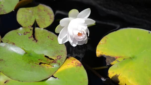 Water lily — Stock Video