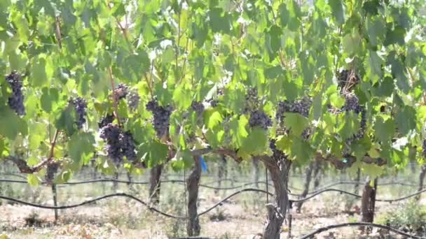 Napa Valley Vineyards — Stock Video