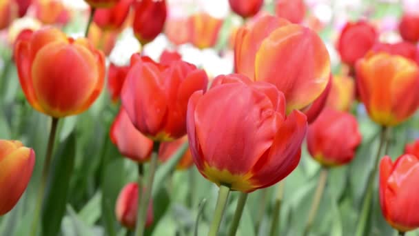 Tulp tuin — Stockvideo