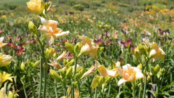 Daffodil in Spring — Stock Video